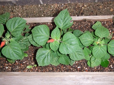 サルビアが神石高原町の小坂さんから