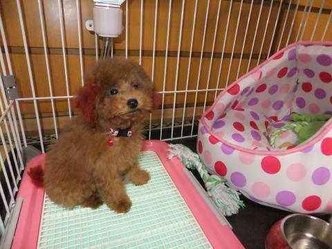 元気なももひめ